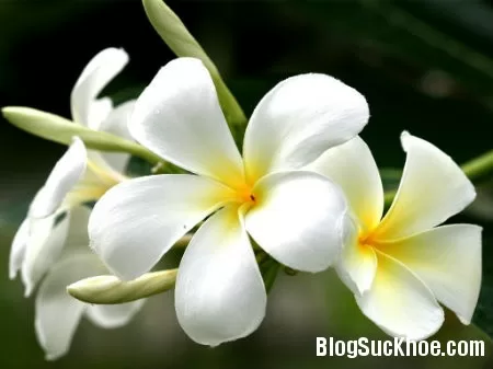 Một số bài thuốc từ hoa sứ trắng