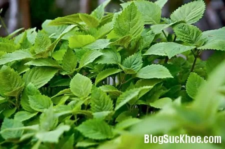 Điều trị chứng đau đầu bằng bạc hà và kinh giới