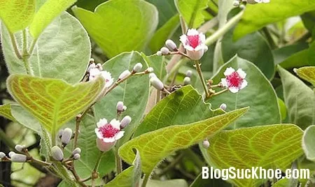 Những bài thuốc chữa đau dạ dày theo kinh nghiệm dân gian