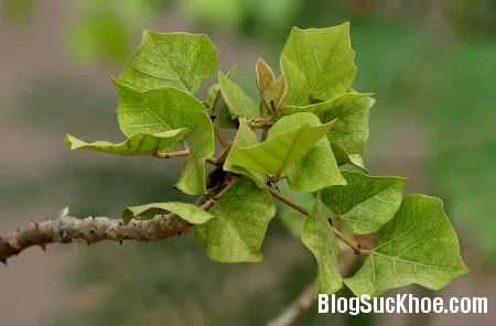 8 vị thuốc chữa mất ngủ hữu hiệu