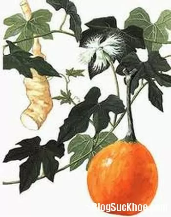 Cây qua lâu chữa tiểu đường