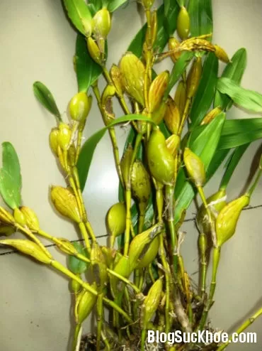 Bài thuốc chữa suy nhược thần kinh từ thạch hộc