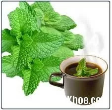 Giải cảm bằng cây bạc hà