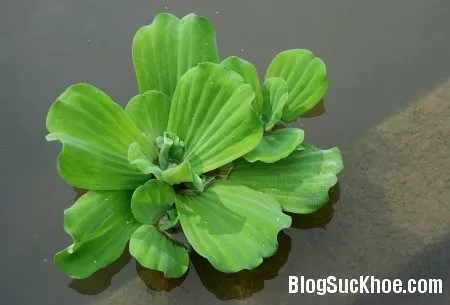 Công dụng chữa bệnh tuyệt vời từ bèo cái