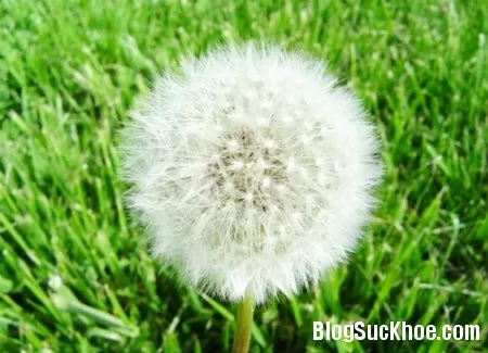 Một số bài thuốc điều trị bệnh tiểu ra máu