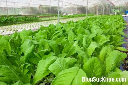 Cải xanh chữa ho, trừ đờm
