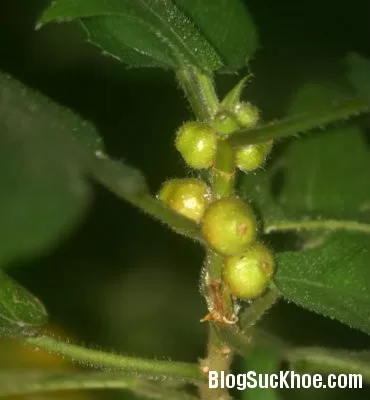Cây vú bò - Vị thuốc kiện tỳ bổ phế