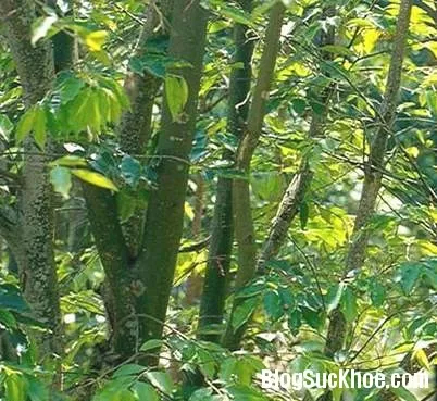 Vị thuốc quý từ kỳ hương