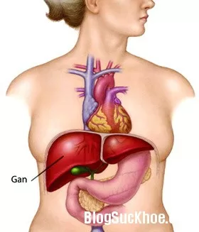 7 dấu hiệu cảnh báo gan bị tổn thương