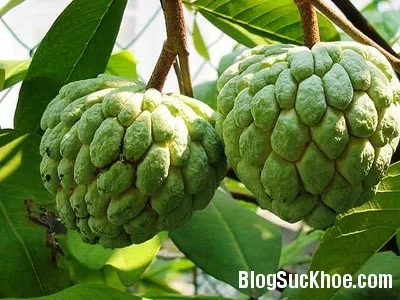 Những phương thuốc trị liệu từ cây na