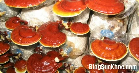 10 lợi ích của nấm linh chi đối với sức khỏe