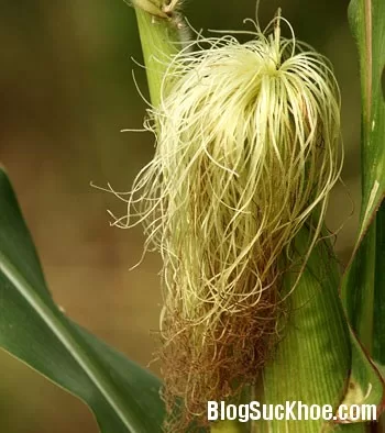 Cách dùng râu ngô làm thuốc