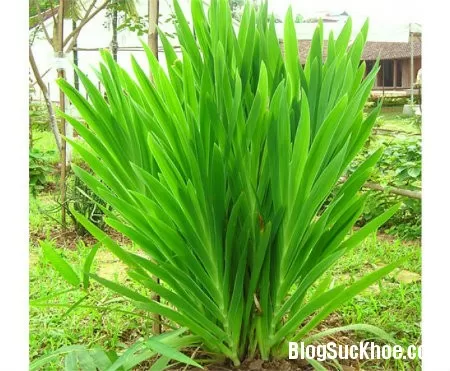 Cây rẻ quạt chữa đau họng, khản tiếng