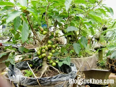 Lá sung vú chữa sốt, cảm cúm