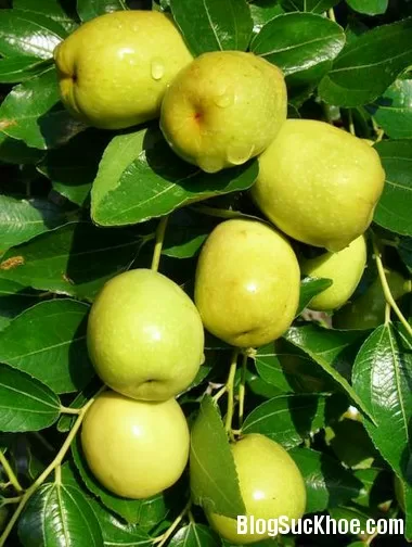 10 công dụng tuyệt vời của quả táo ta