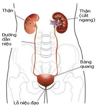 Một số triệu chứng nhiễm trùng thận ở phụ nữ