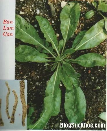 Đông y trị bệnh sùi mào gà
