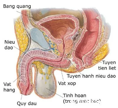 Nguyên nhân và triệu chứng bệnh viêm tiền liệt tuyến