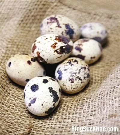 Dùng trứng cút làm thuốc