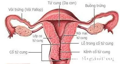 Dấu hiệu triệu chứng u xơ tử cung