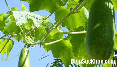 4 công dụng tuyệt vời từ bí đao