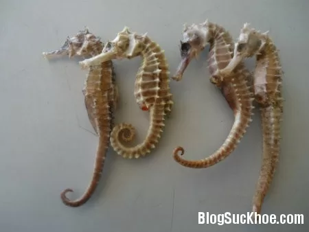 8 bài thuốc chữa liệt dương