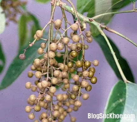 Bài thuốc chữa tiêu chảy, dị ứng từ cây nhội
