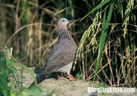 Chim cu gáy - vị thuốc quý trong Đông y