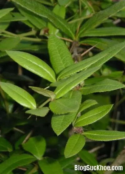 Bài thuốc chữa đau răng, lỵ từ cây hoàng mộc