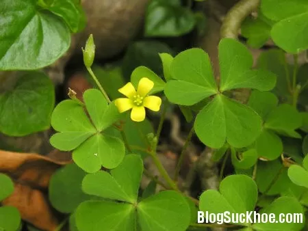 Chua me đất giúp chữa ho, viêm họng