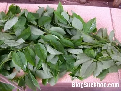 Bài thuốc trị bệnh từ rau ngót