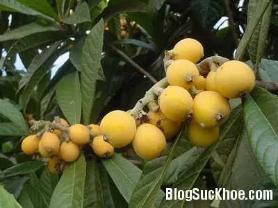 Phương thuốc phòng thiếu máu cơ tim