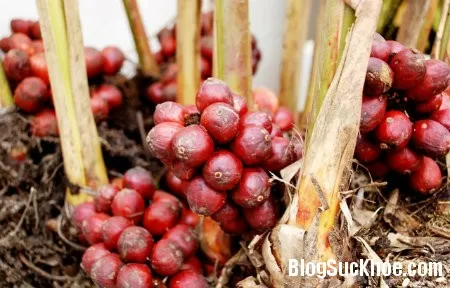 Thảo quả kích thích tiêu hóa, chữa nôn mửa
