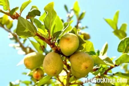 Cây vẩy ốc trị tiểu khó, tiểu ra máu