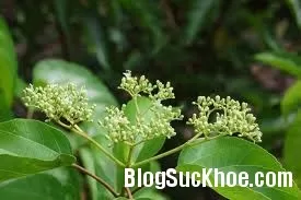 Bài thuốc chữa chứng hiếp thống