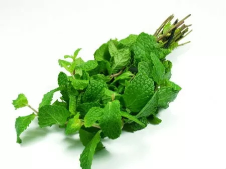 Những phương thuốc chữa bệnh từ cây bạc hà