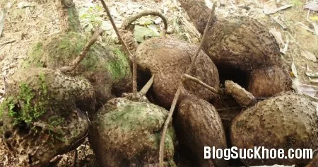 Cây bình vôi chữa mất ngủ, an thần