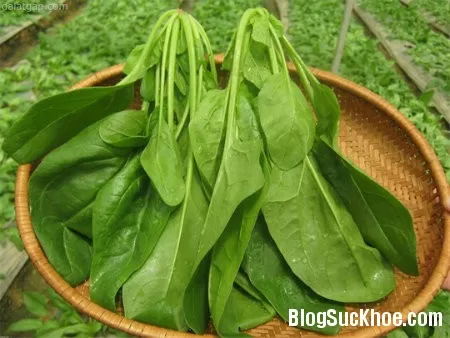 6 lợi ích khi ăn cải bó xôi