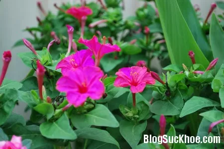 Cây bông phấn chữa viêm họng, lợi tiểu