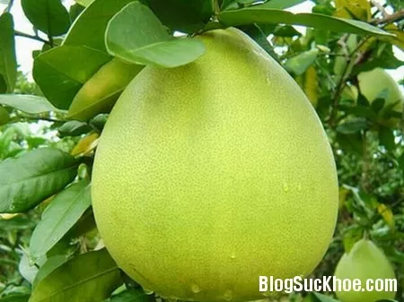 Một số món ăn - bài thuốc có bưởi