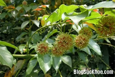 Cây câu đằng chữa tăng huyết áp, nhức đầu hoa mắt