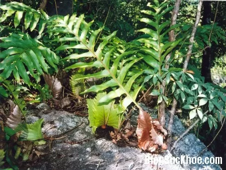 Cốt toái bổ bổ thận chắc răng