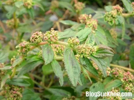 Bài thuốc từ cỏ sữa chữa nhiều bệnh
