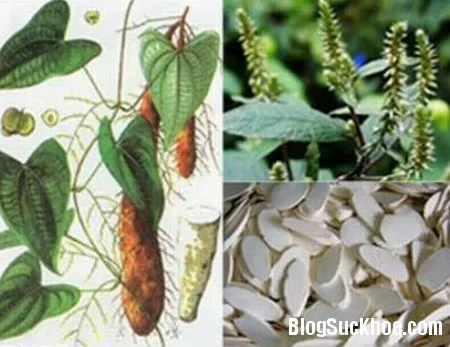 Bài thuốc trị bệnh từ củ mài