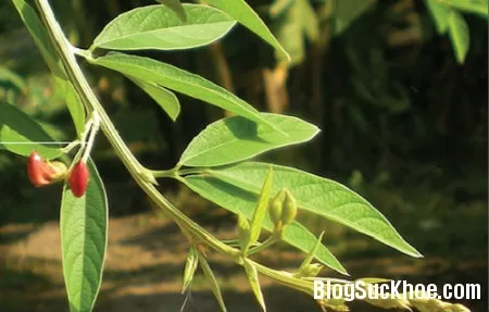 Bài thuốc dân gian chữa bệnh ngứa