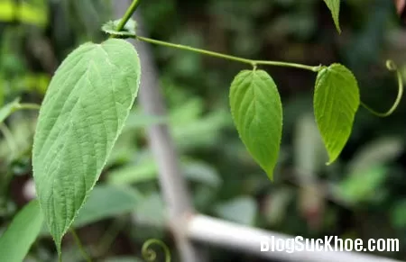 Vị thuốc dây gân chữa cảm gió