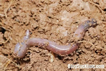 Chữa bệnh với địa long