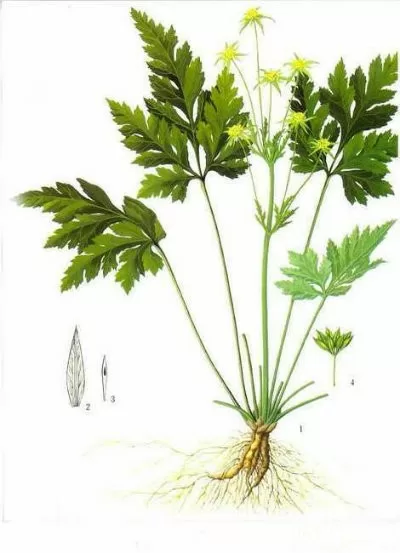 Bài thuốc chữa đau mắt hột