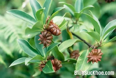 Bài thuốc chữa viêm cầu thận