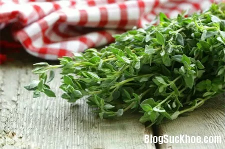 Húng tây, loại rau thơm ngon và có nhiều đặc tính chữa bệnh
